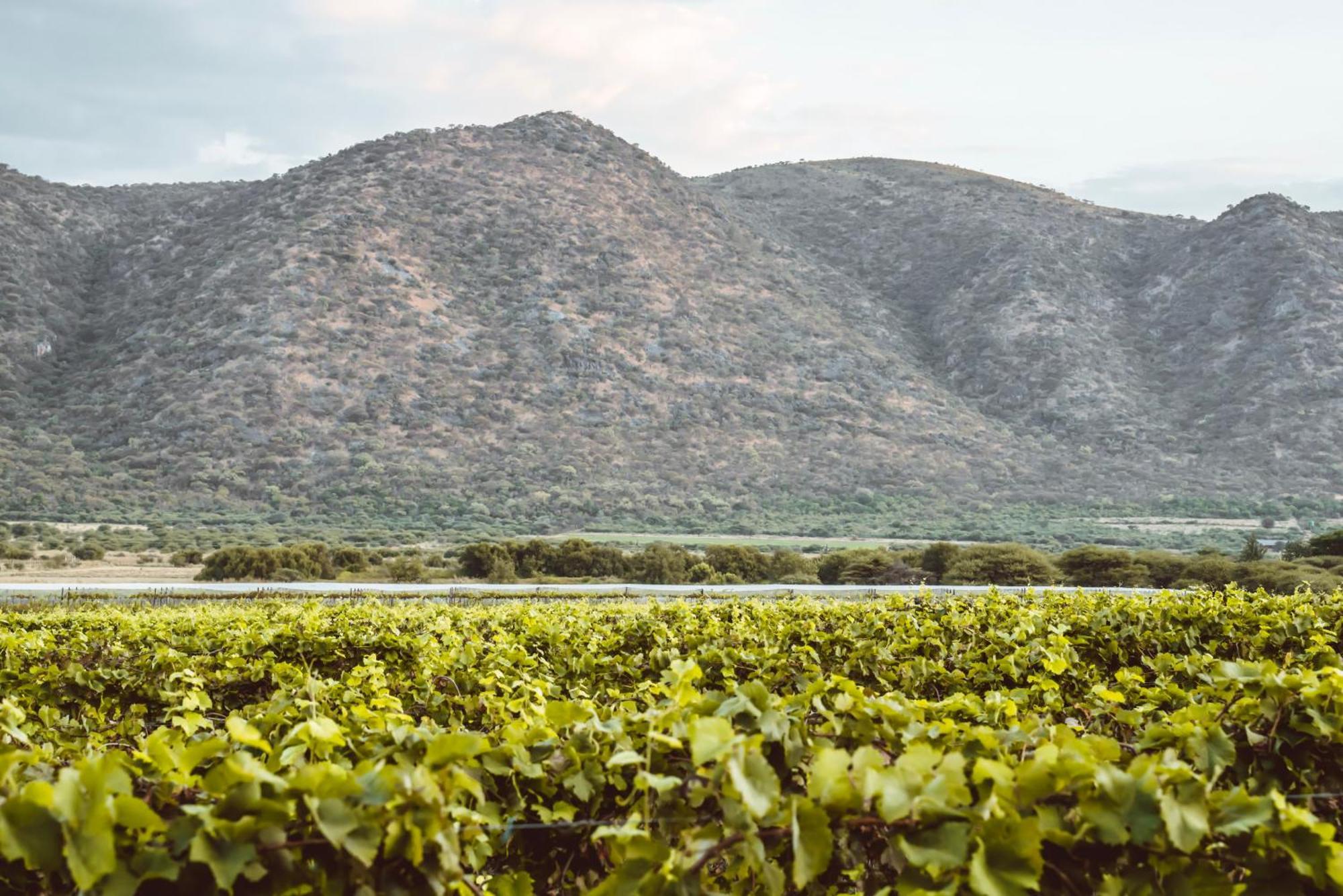 Otavi Vineyards Self-Catering & Camping Exteriér fotografie